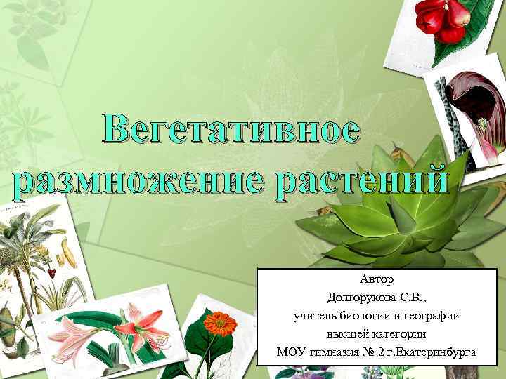 Вегетативное размножение растений Автор Долгорукова С. В. , учитель биологии и географии высшей категории