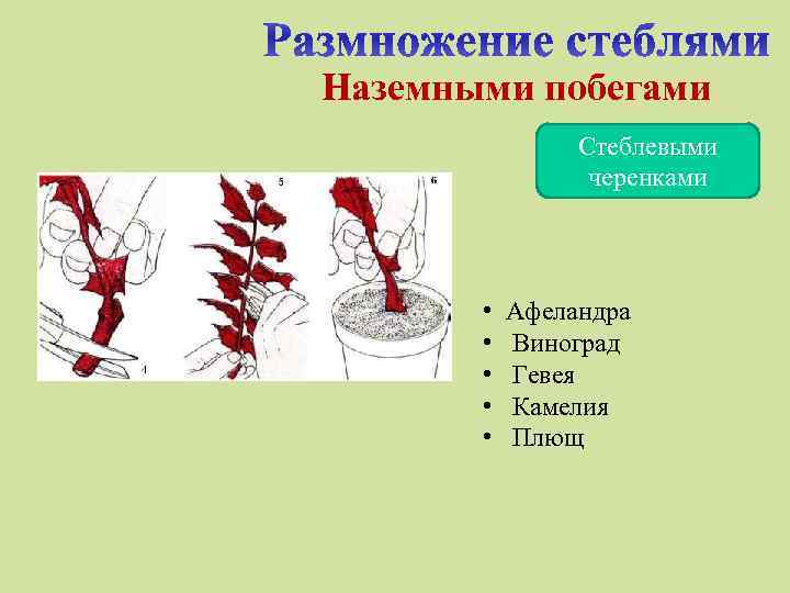 Наземными побегами Стеблевыми черенками • • • Афеландра Виноград Гевея Камелия Плющ 