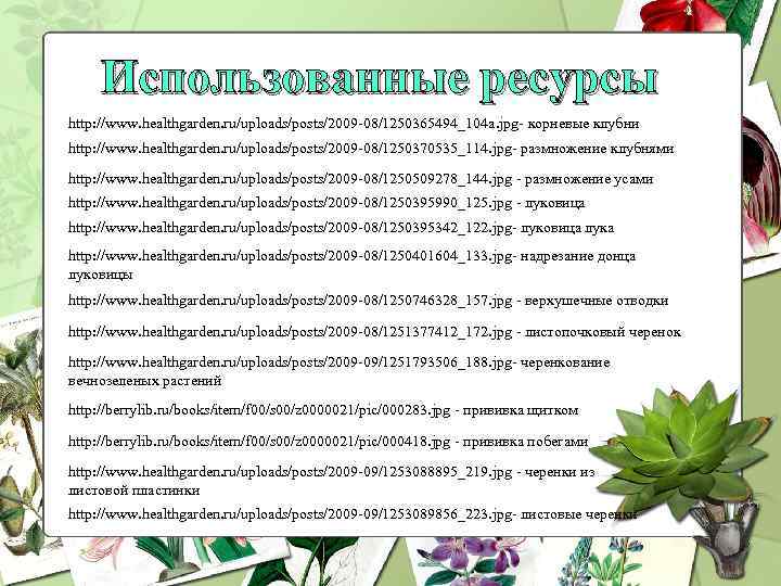 Использованные ресурсы http: //www. healthgarden. ru/uploads/posts/2009 -08/1250365494_104 a. jpg- корневые клубни http: //www. healthgarden.