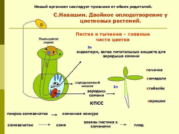 Новый организм наследует признаки от обоих родителей. С. Навашин. Двойное оплодотворение у цветковых растений.