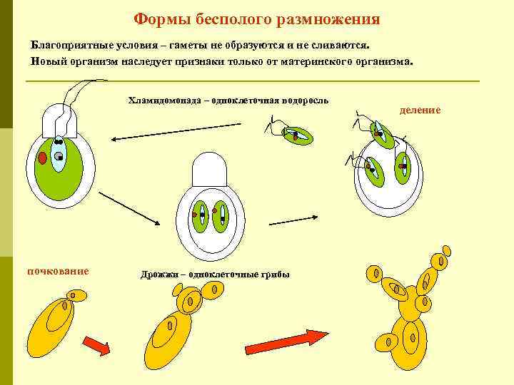 Формы бесполого размножения Благоприятные условия – гаметы не образуются и не сливаются. Новый организм