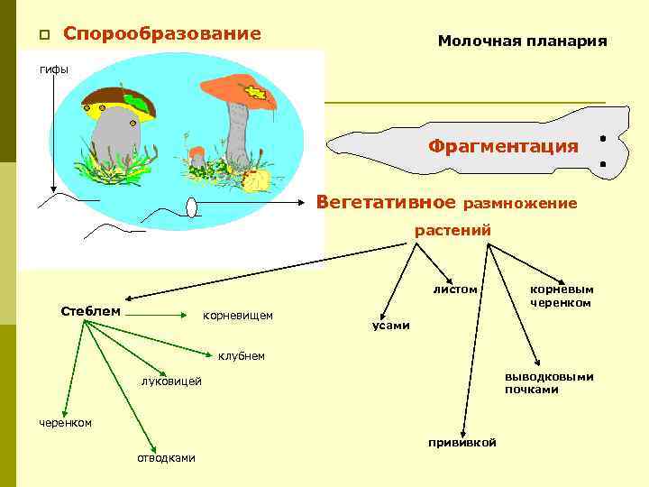 p Спорообразование Молочная планария гифы Фрагментация Вегетативное размножение растений листом Стеблем корневищем корневым черенком