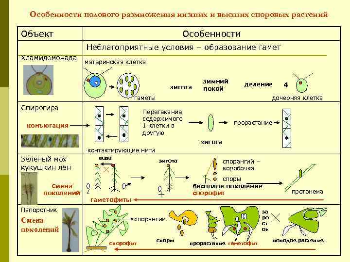 Особенности полового размножения низших и высших споровых растений Объект Особенности Неблагоприятные условия – образование