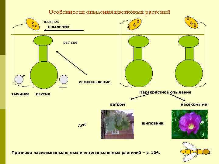 Особенности опыления цветковых растений пыльник опыление рыльце самоопыление тычинка Перекрёстное опыление пестик ветром дуб