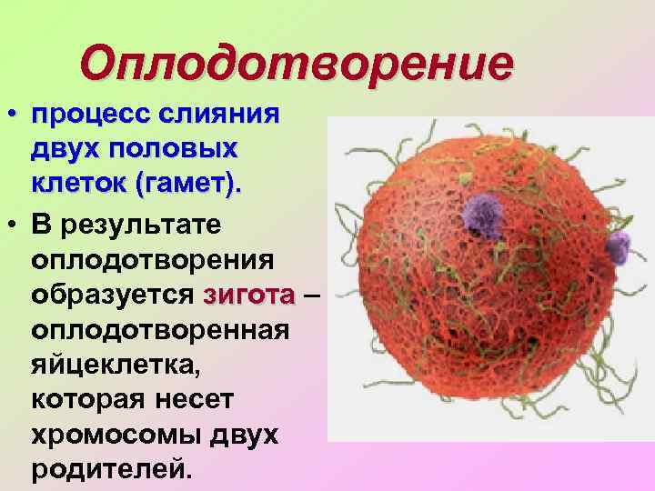 Слияние мужских и женских клеток называют