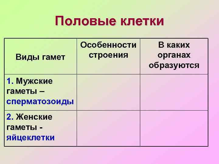 Половые клетки Виды гамет 1. Мужские гаметы – сперматозоиды 2. Женские гаметы яйцеклетки Особенности