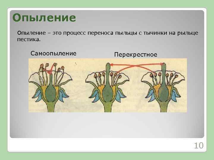 Опыление – это процесс переноса пыльцы с тычинки на рыльце пестика. Самоопыление Перекрестное 10