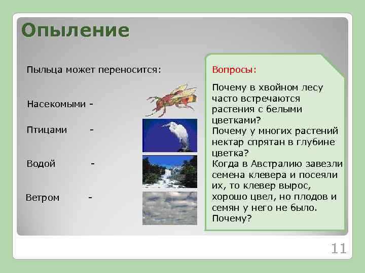 Опыление Пыльца может переносится: Насекомыми Птицами - Водой - Ветром - Вопросы: Почему в