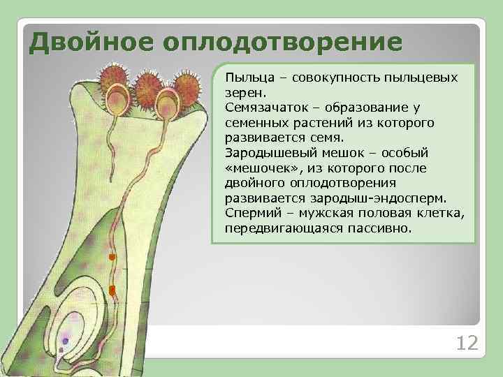 Двойное оплодотворение Пыльца – совокупность пыльцевых зерен. Семязачаток – образование у семенных растений из