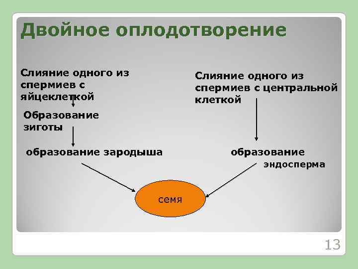 Двойное оплодотворение Слияние одного из спермиев с яйцеклеткой Слияние одного из спермиев с центральной