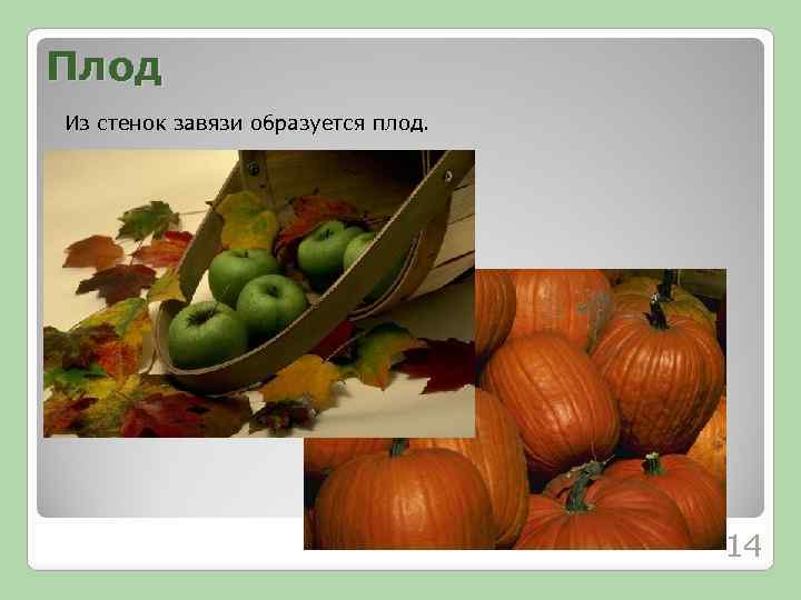 Плод Из стенок завязи образуется плод. 14 