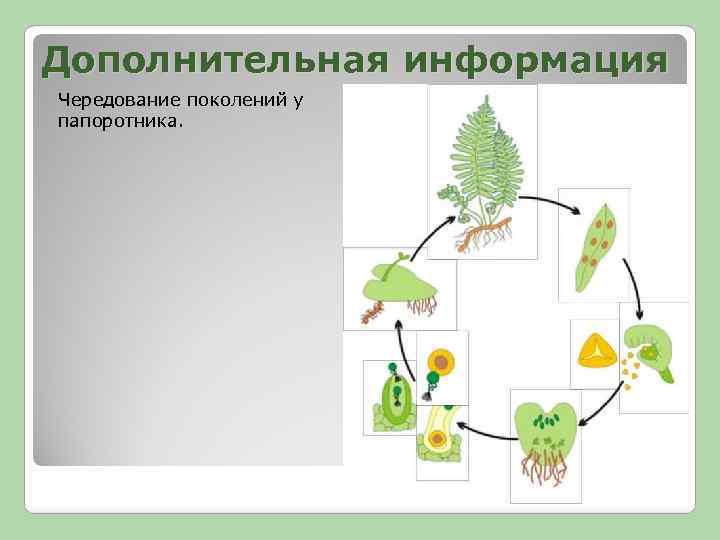 Дополнительная информация Чередование поколений у папоротника. 17 