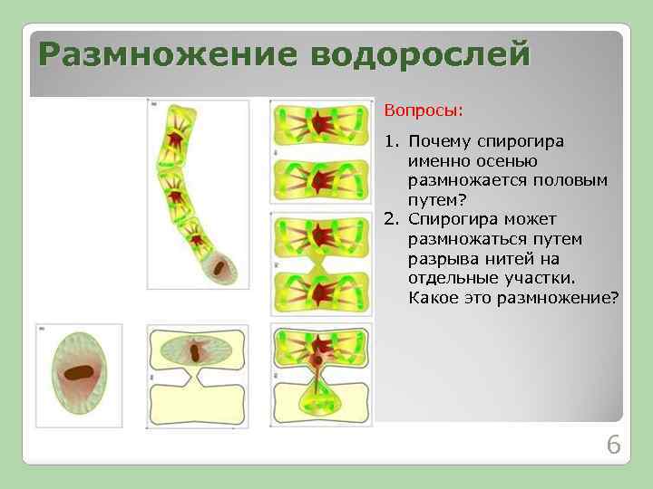 Размножение водорослей Вопросы: 1. Почему спирогира именно осенью размножается половым путем? 2. Спирогира может