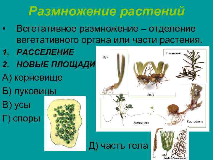 Размножение растений • Вегетативное размножение – отделение вегетативного органа или части растения. 1. РАССЕЛЕНИЕ