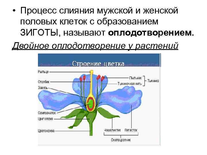  • Процесс слияния мужской и женской половых клеток с образованием ЗИГОТЫ, называют оплодотворением.