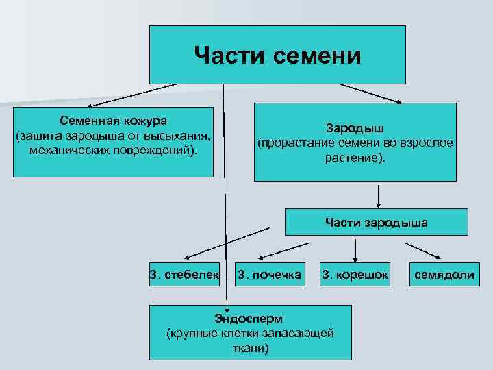 Части семени Семенная кожура (защита зародыша от высыхания, механических повреждений). Зародыш (прорастание семени во