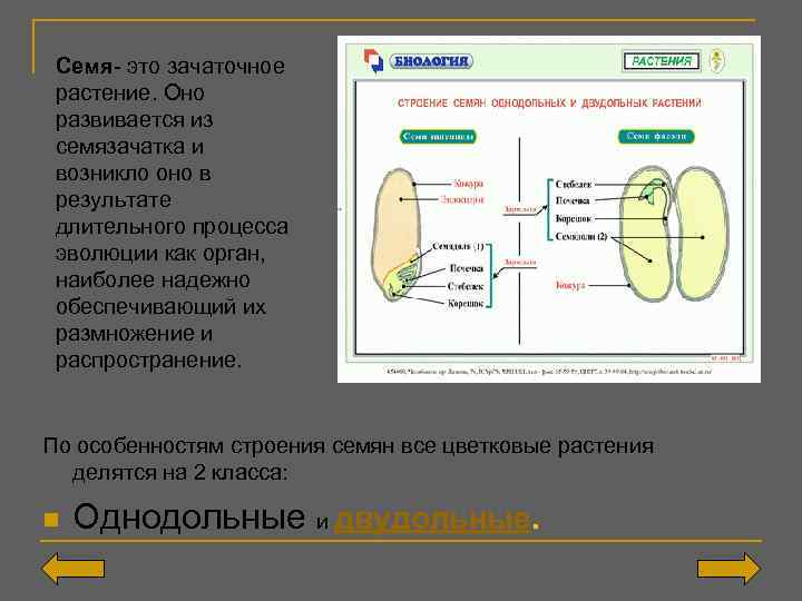 Семя- это зачаточное растение. Оно развивается из семязачатка и возникло оно в результате длительного