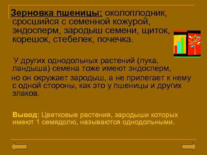 Зерновка пшеницы: околоплодник, сросшийся с семенной кожурой, эндосперм, зародыш семени, щиток, корешок, стебелек, почечка.