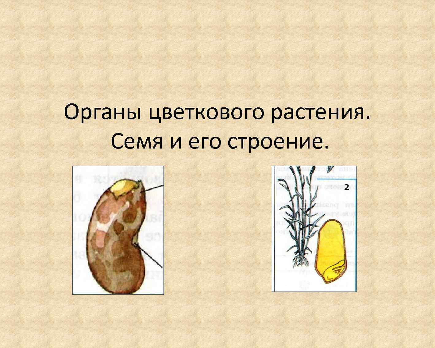 Орган цветкового растения обозначенный на рисунке буквой а является видоизмененным морковка