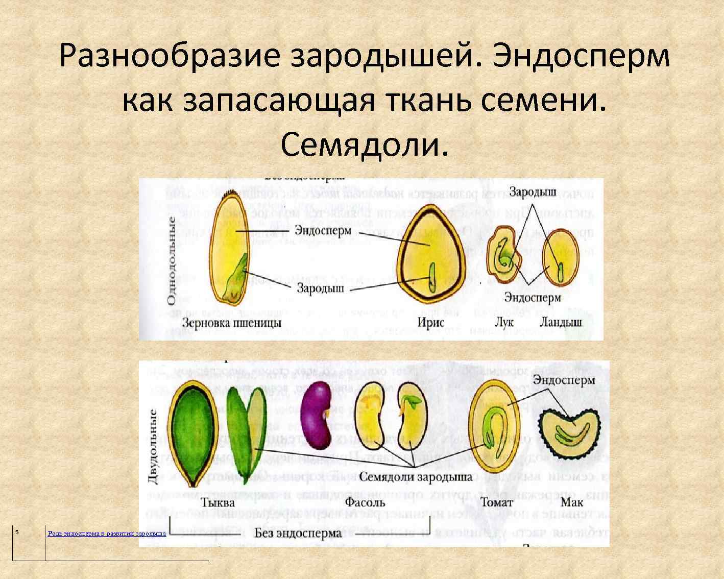 Пшеница это однодольное или двудольное. Эндосперм семядоли зародыш. Эндосперма и семядоли семян. Строение семени покрытосеменных растений. Семя двудольного растения эндосперм.