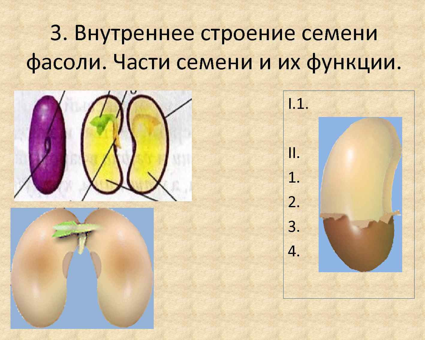 Строение фасоли биология. Строение семени фасоли с частями. Внешнее и внутреннее строение семени фасоли. Части зародыша семена фасоли. Внутреннее строение семени фасоли.