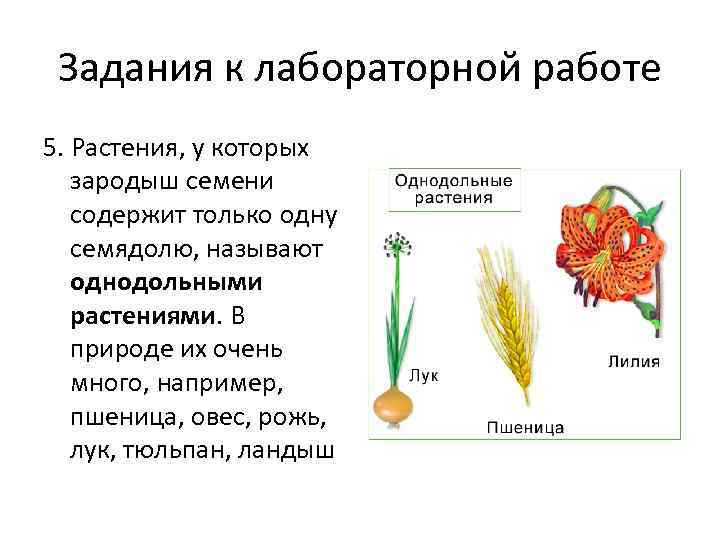 Какое число семядолей вероятнее всего будет у растений семя которого изображено на рисунке