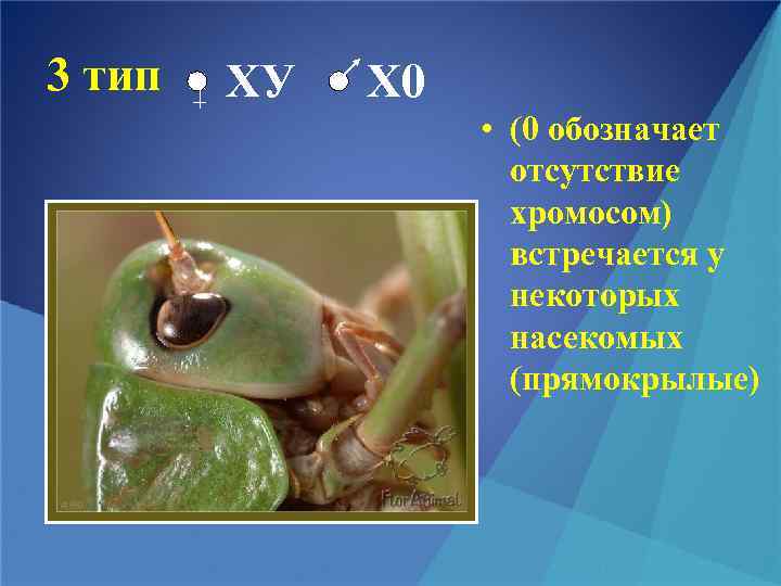 3 тип ХУ Х 0 • (0 обозначает отсутствие хромосом) встречается у некоторых насекомых