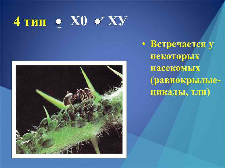 4 тип Х 0 ХУ • Встречается у некоторых насекомых (равнокрылыецикады, тли) 