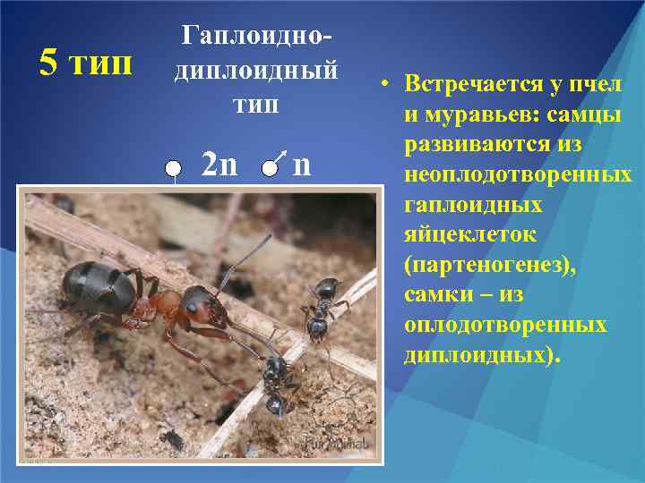 5 тип Гаплоиднодиплоидный тип 2 n n • Встречается у пчел и муравьев: самцы