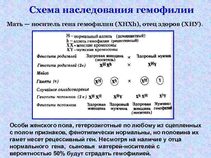 Схема наследования гемофилии Мать — носитель гена гемофилии (XHXh), отец здоров (ХНУ). Особи женского