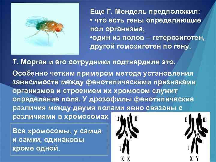 Еще Г. Мендель предположил: • что есть гены определяющие пол организма, • один из