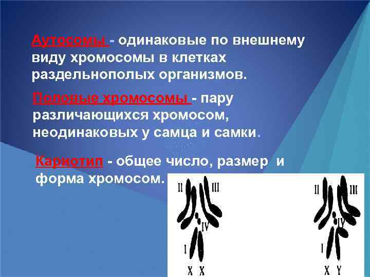 Хромосомы одинаковые у самцов и самок называются