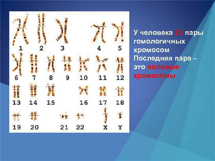 У человека 23 пары гомологичных хромосом Последняя пара – это половые хромосомы 