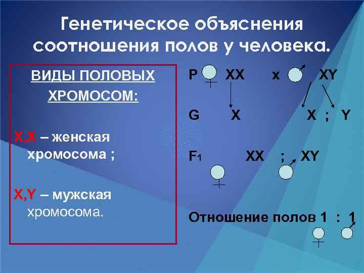 Генетическое объяснения соотношения полов у человека. P XX G ВИДЫ ПОЛОВЫХ ХРОМОСОМ: x XY