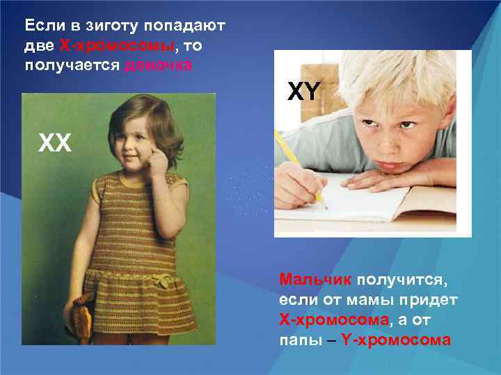 Если в зиготу попадают две X-хромосомы, то получается девочка XY ХХ Мальчик получится, если