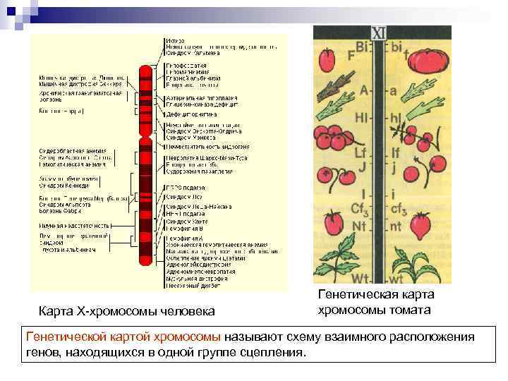 Карта X-хромосомы человека Генетическая карта хромосомы томата Генетической картой хромосомы называют схему взаимного расположения
