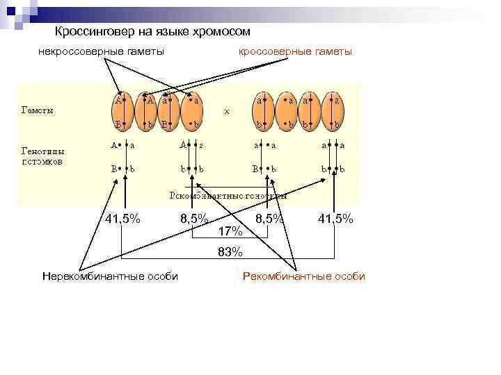 Сколько хромосом содержится в гаметах. Некроссоверные гаметы. Рекомбинантные гаметы. Кроссоверные (рекомбинантные) гаметы:. Кроссоверные и некроссоверные особи.