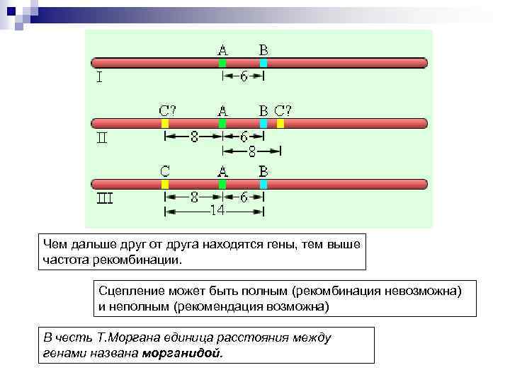 Чем дальше друг от друга находятся гены, тем выше частота рекомбинации. Сцепление может быть