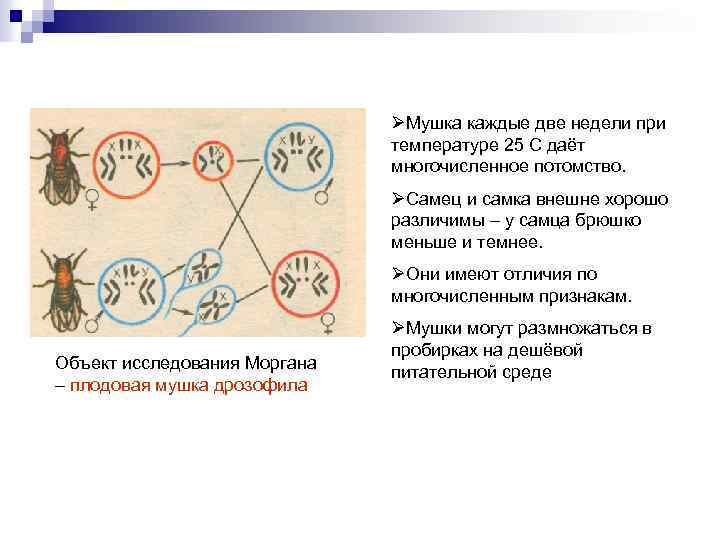 ØМушка каждые две недели при температуре 25 С даёт многочисленное потомство. ØСамец и самка