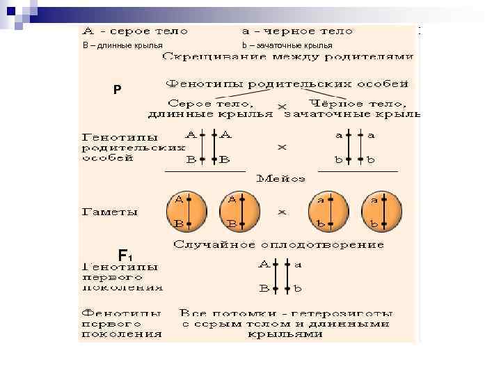В – длинные крылья P F 1 b – зачаточные крылья 