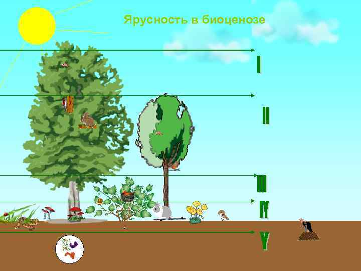 Ярусность в биоценозе 