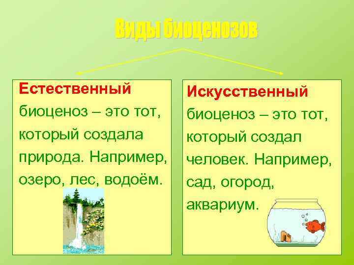 Естественный биоценоз – это тот, который создала природа. Например, озеро, лес, водоём. Искусственный биоценоз