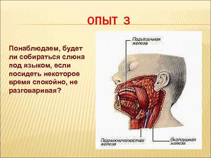 ОПЫТ 3 Понаблюдаем, будет ли собираться слюна под языком, если посидеть некоторое время спокойно,
