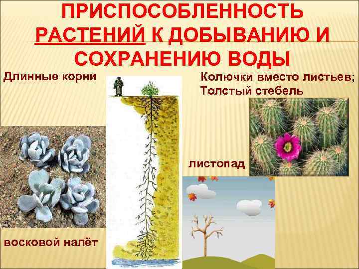 ПРИСПОСОБЛЕННОСТЬ РАСТЕНИЙ К ДОБЫВАНИЮ И СОХРАНЕНИЮ ВОДЫ Длинные корни Колючки вместо листьев; Толстый стебель