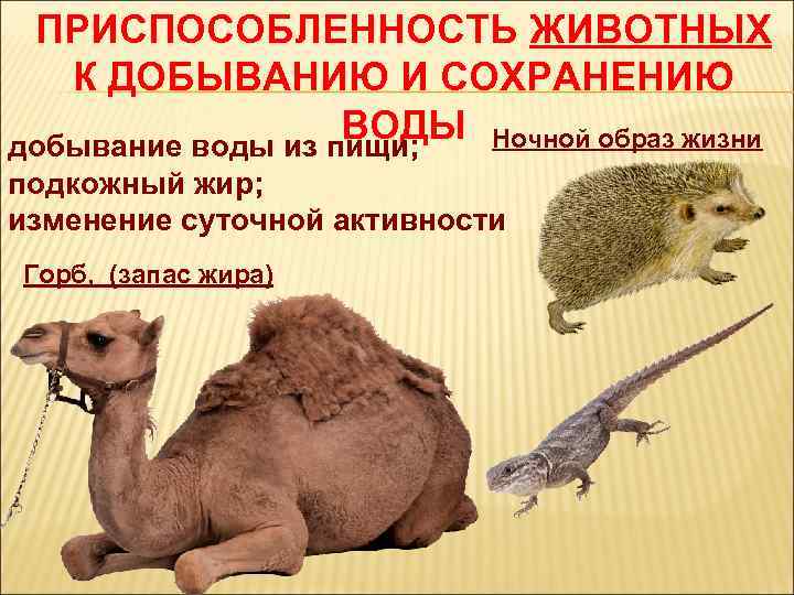 ПРИСПОСОБЛЕННОСТЬ ЖИВОТНЫХ К ДОБЫВАНИЮ И СОХРАНЕНИЮ ВОДЫ Ночной образ жизни добывание воды из пищи;