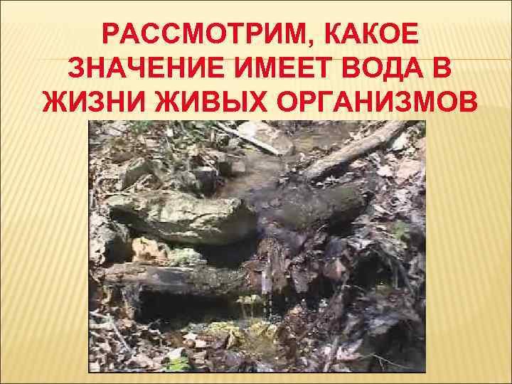 РАССМОТРИМ, КАКОЕ ЗНАЧЕНИЕ ИМЕЕТ ВОДА В ЖИЗНИ ЖИВЫХ ОРГАНИЗМОВ 