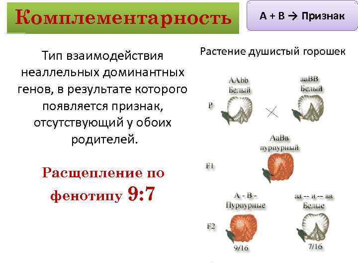 Признак 5 1 признак 6. Комплементарное взаимодействие генов 9 7. Генетические схемы комплементарности. Расщепление 9 7 комплементарность. Комплементарность схема скрещивания.