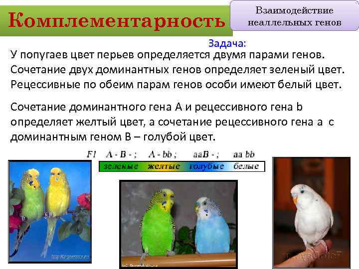 Комплементарность Взаимодействие неаллельных генов Задача: У попугаев цвет перьев определяется двумя парами генов. Сочетание