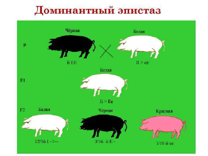 Доминантный эпистаз 