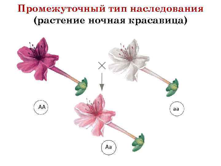Промежуточный тип наследования (растение ночная красавица) АА аа Аа 